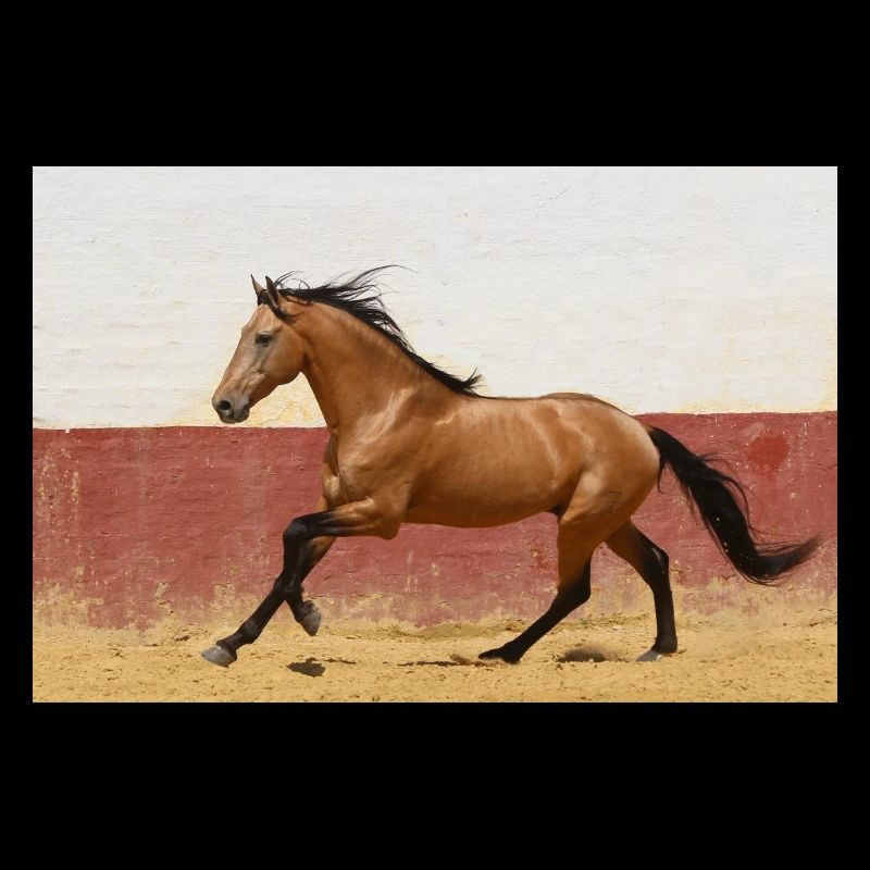 Pferd, Isibat