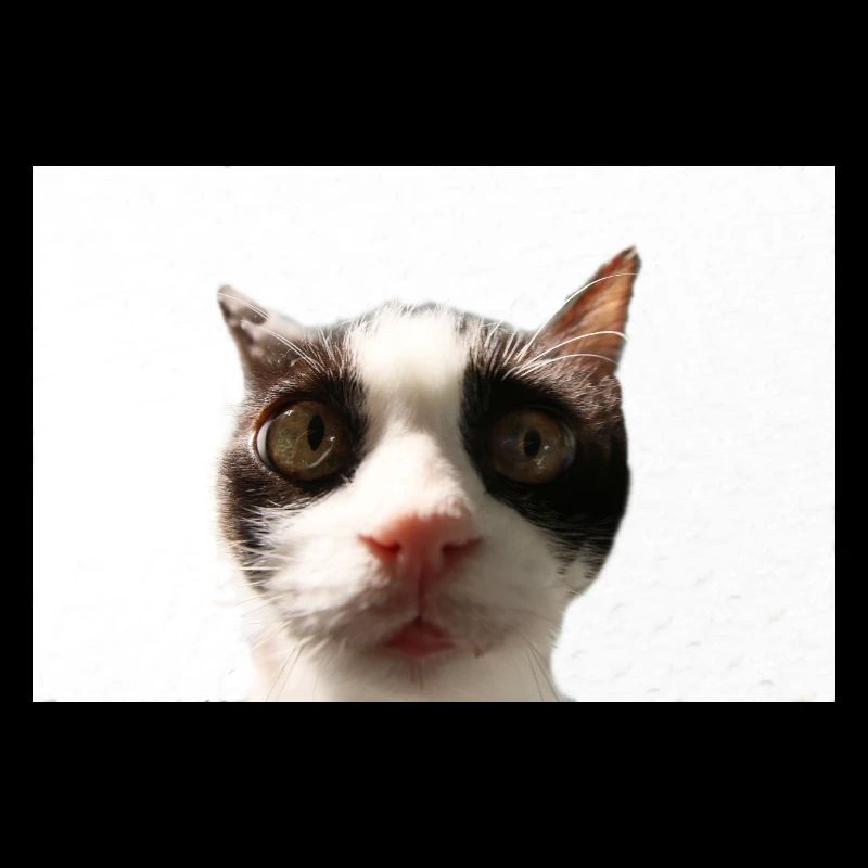 Katze