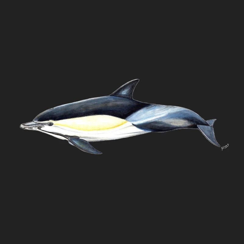 Common dolphin - Common dolphin - Common dolphin
