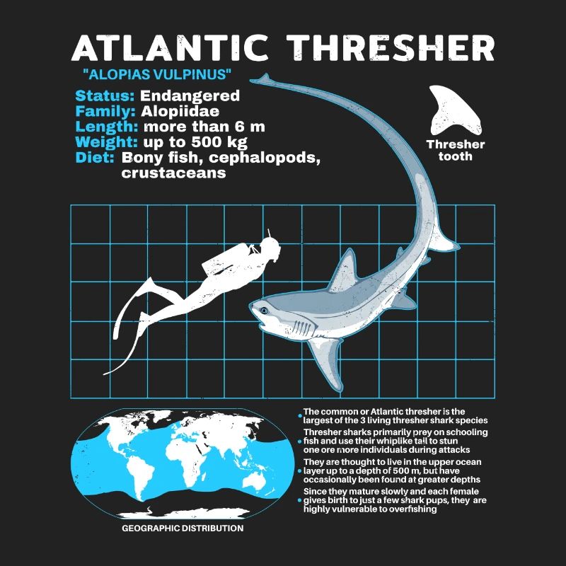 Thresher Shark Datasheet