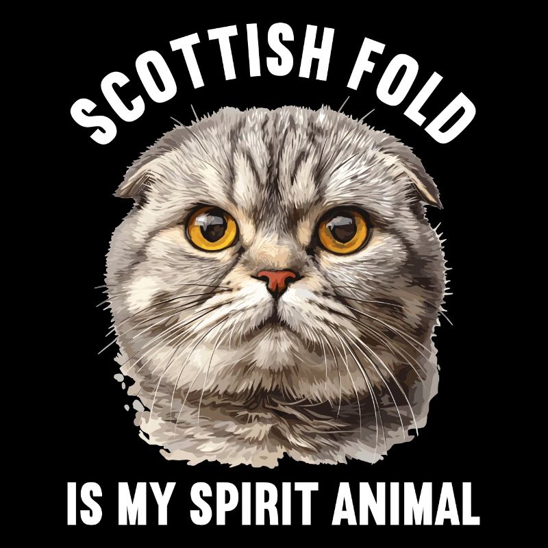 Scottish Fold Kitten Scottish Fold Cat