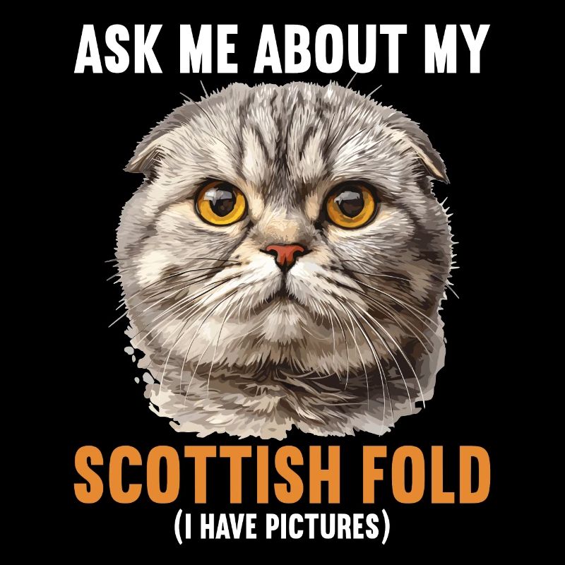 Scottish Fold Kätzchen Scottish Fold Katze