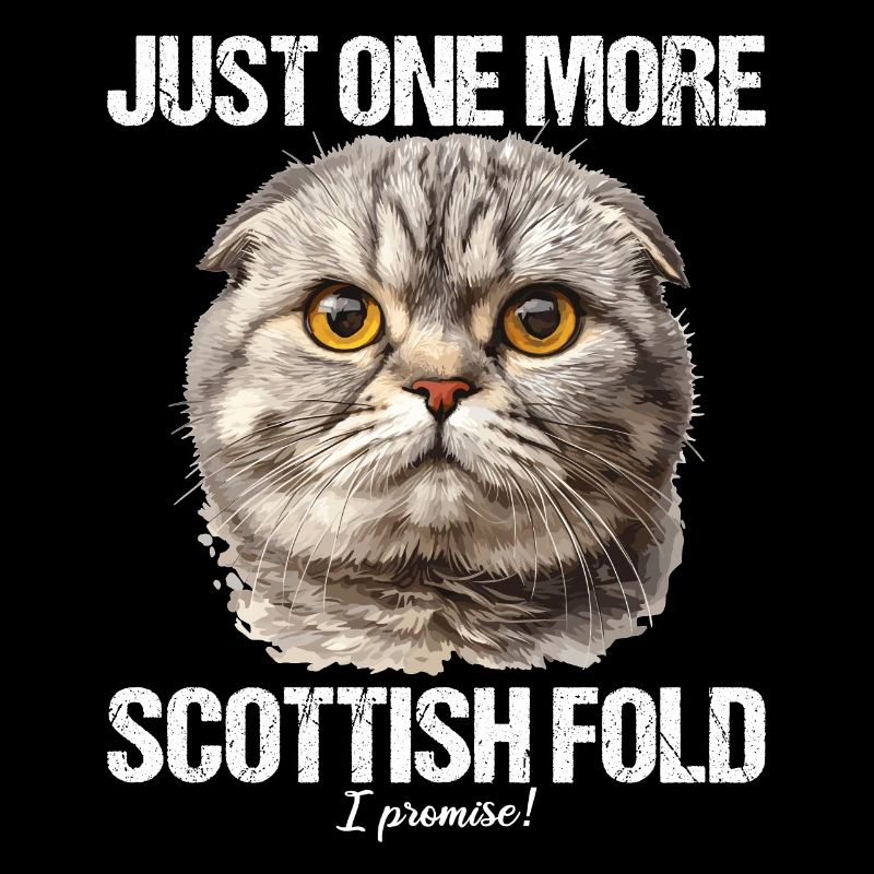 Scottish Fold Kätzchen Scottish Fold Katze