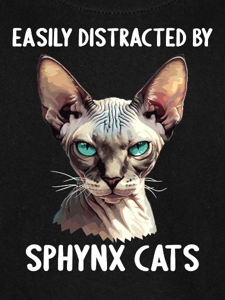 Chaton Sphynx Chat Sphynx