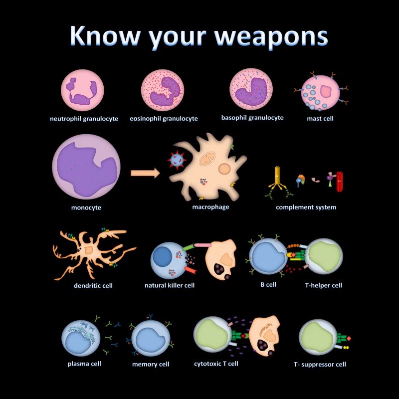 Immune system