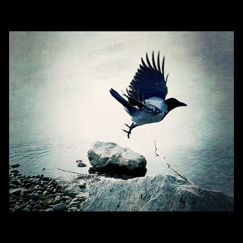 Crow's Flight