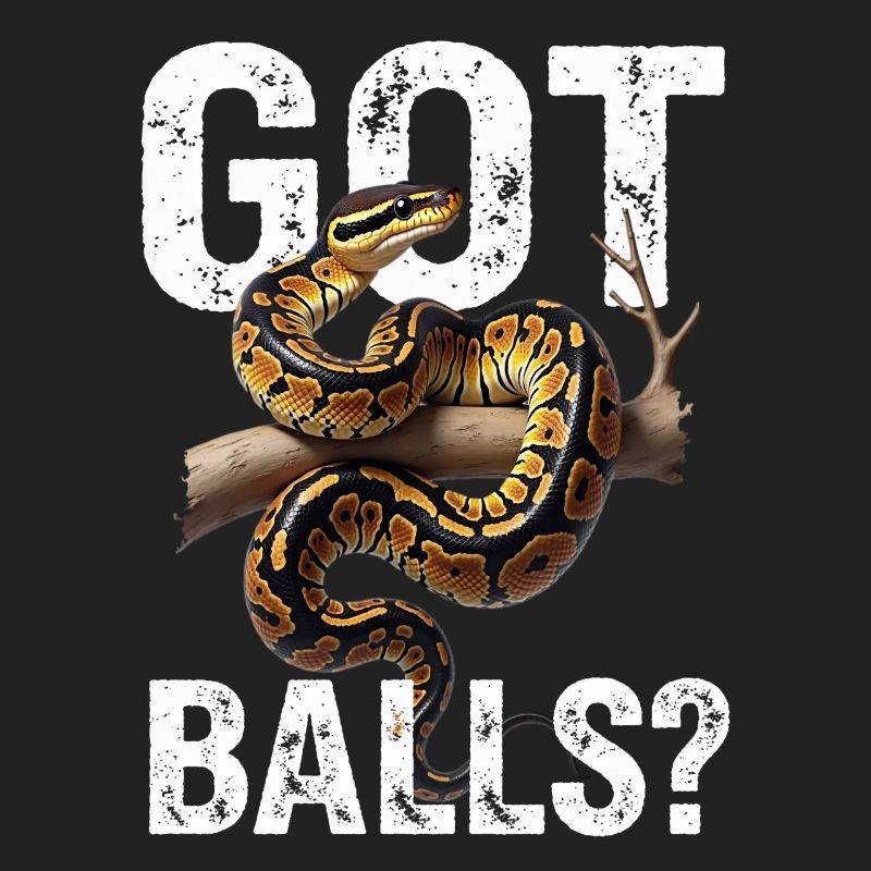 Königspython Schlangen Liebhaber Terrarium Python