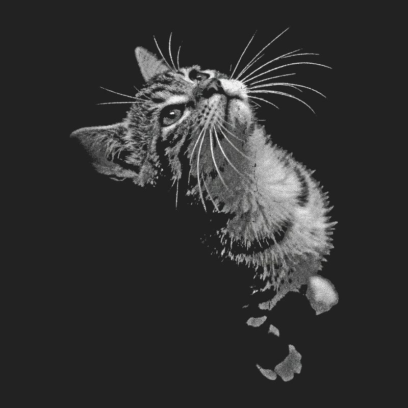 Regard de chat ronronnant en niveaux de gris