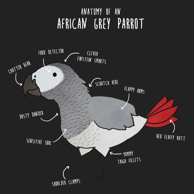 Anatomie du python royal
