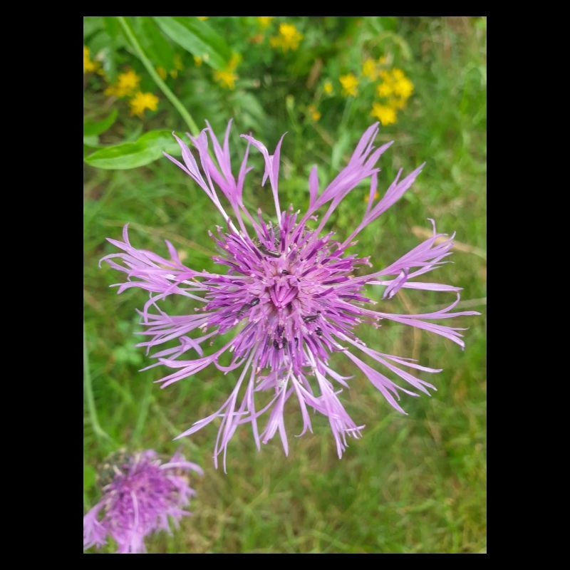 centaurée Centaurea scabiosa