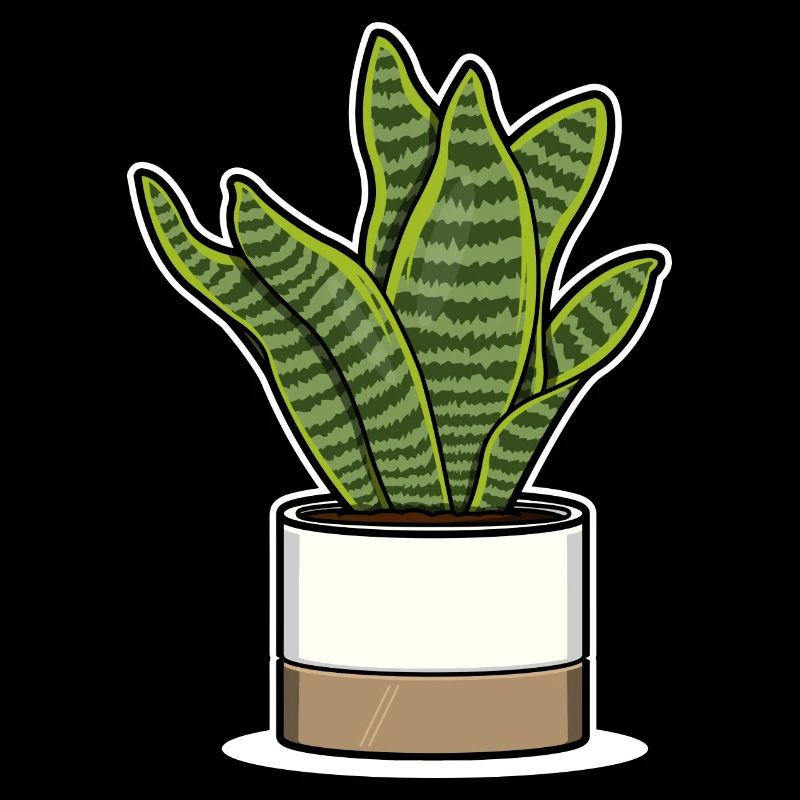 Sansevieria Futura Superba - Bowstring Hemp White