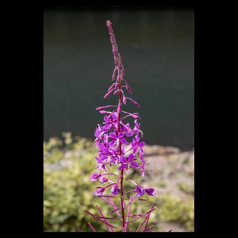 fireweed also willow herb also rosebay willowherb