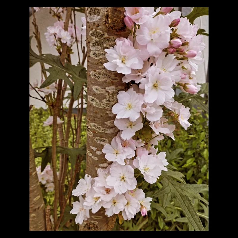 Delicate cherry blossoms on tree trunk