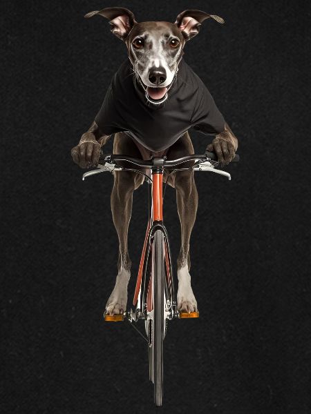 Windhund