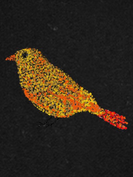 Bird