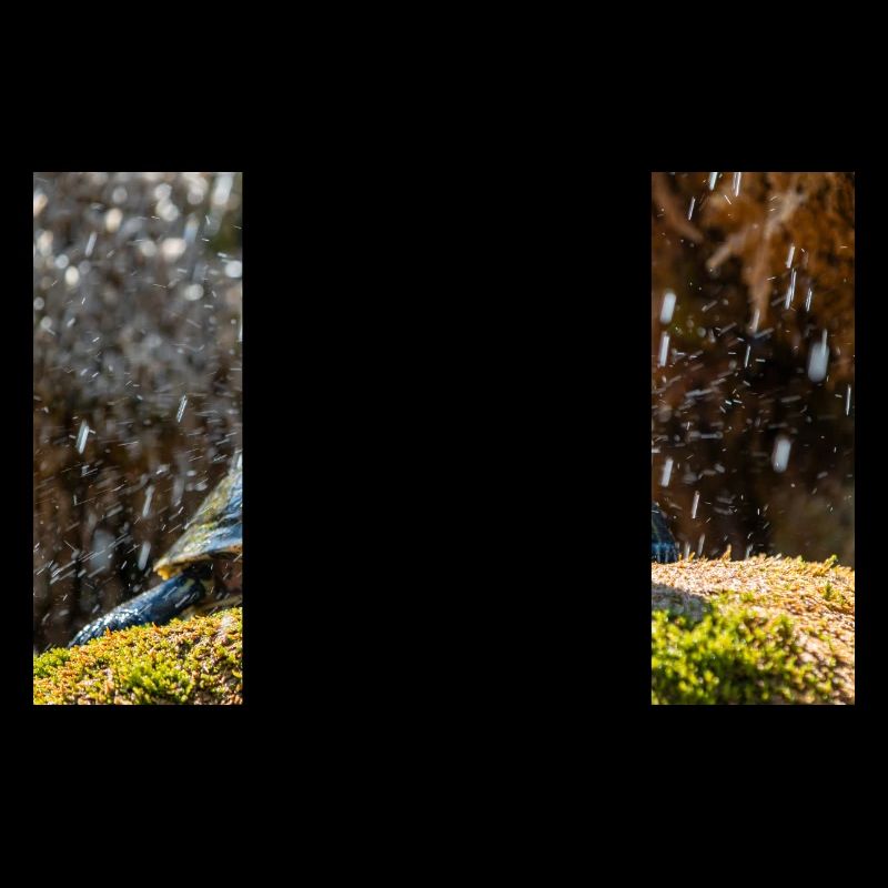 Yellow-bellied slider Trachemys scripta scripta