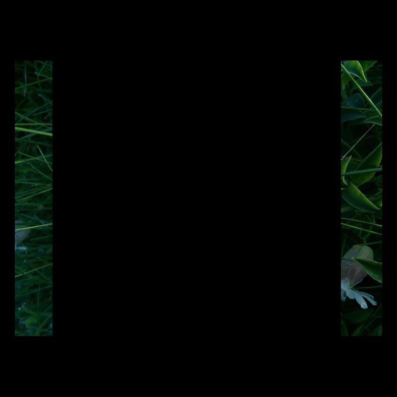 Fleur couchée par le vent