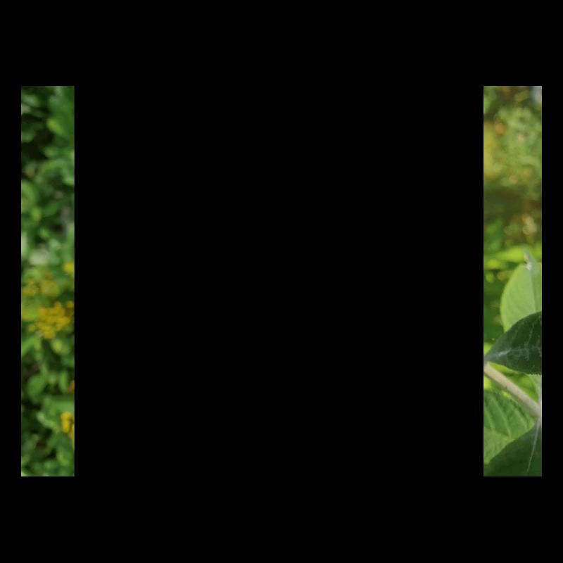 Buddleia, Schmetterlingsstrauch oder Sommerflieder 'Sungold'