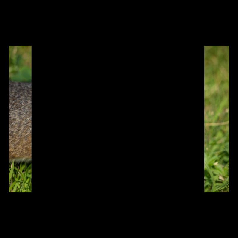 Écureuil gris Grauhörnchen Sciurus carolinensis