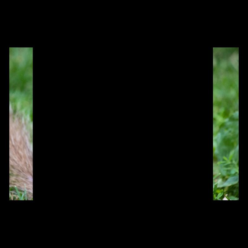 Grey squirrel Grauhörnchen Sciurus carolinensis
