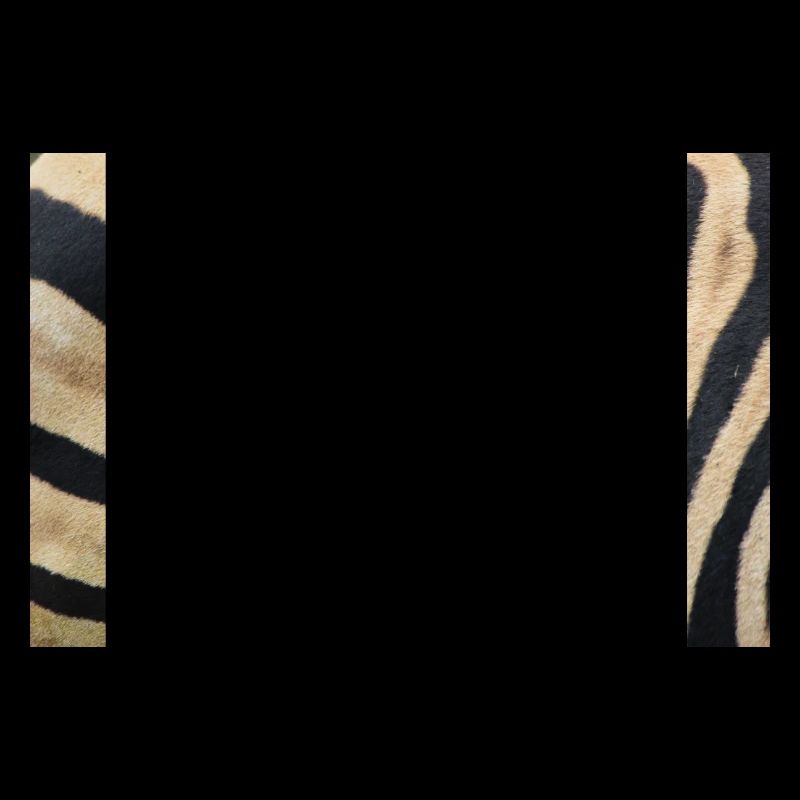 Zebra (auf Deutsch Zebra oder Zebras) Hippotigris