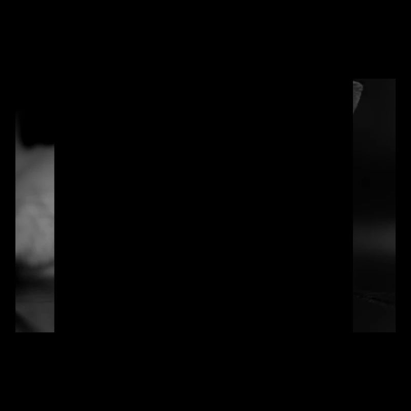 le chat au regard terrible