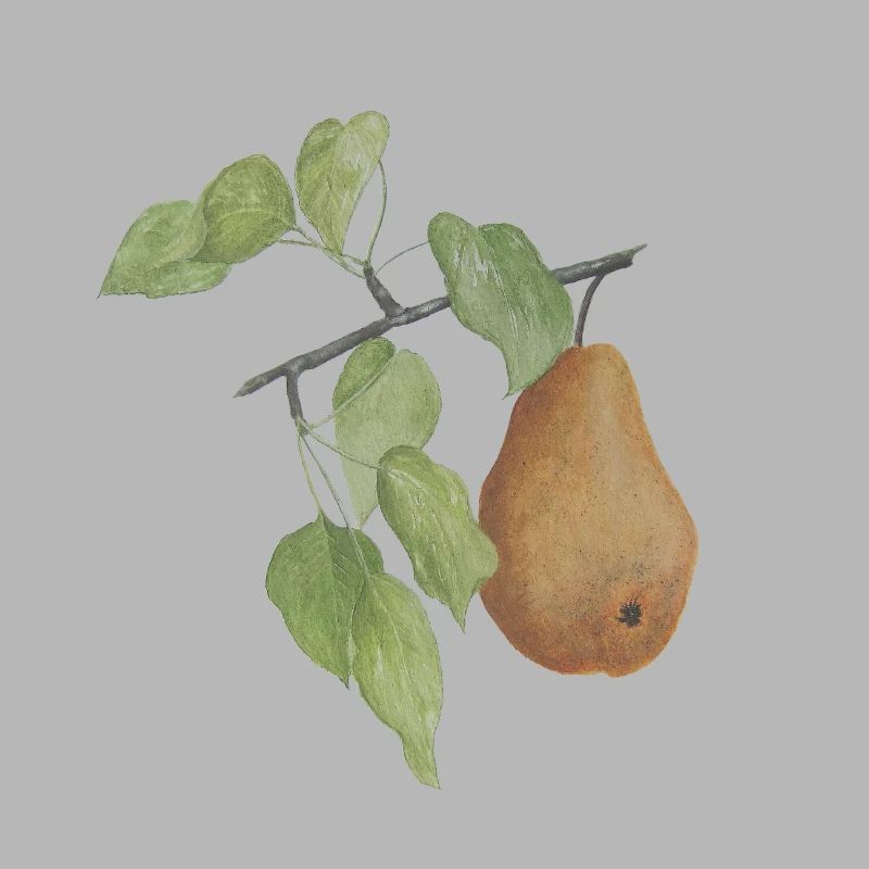 Fruit Pear