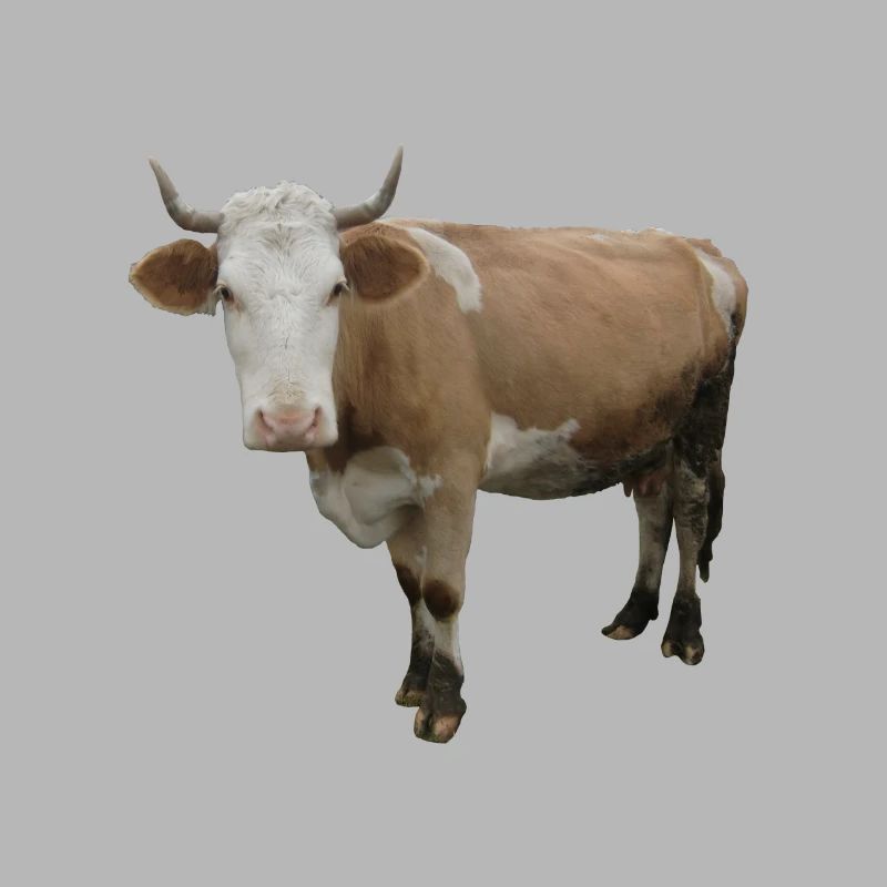 Vache