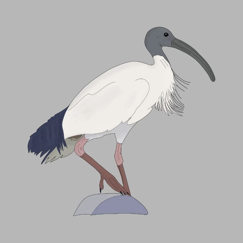 Ibis Bin Bird