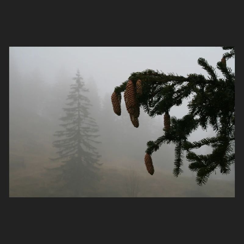 Cloud Forest Cone Magic / Feldberg