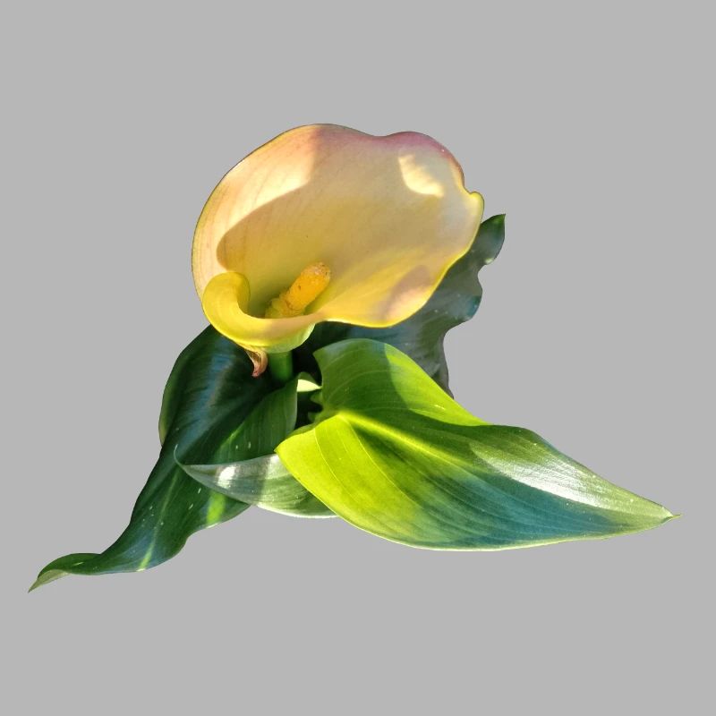 LYS CALLA JAUNE