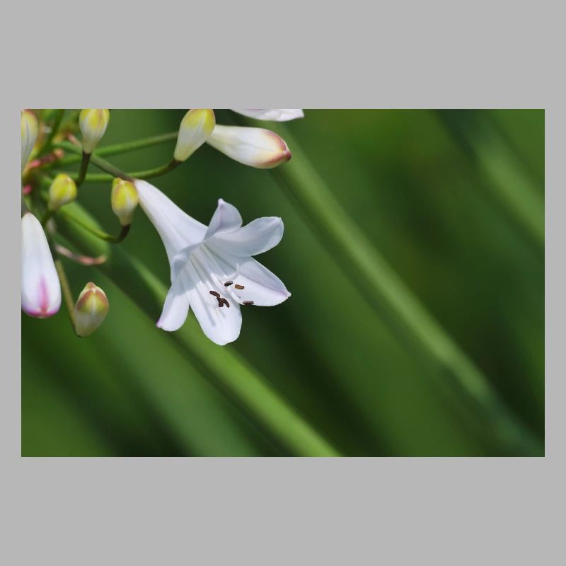 Macro de la fleur de lys blanc