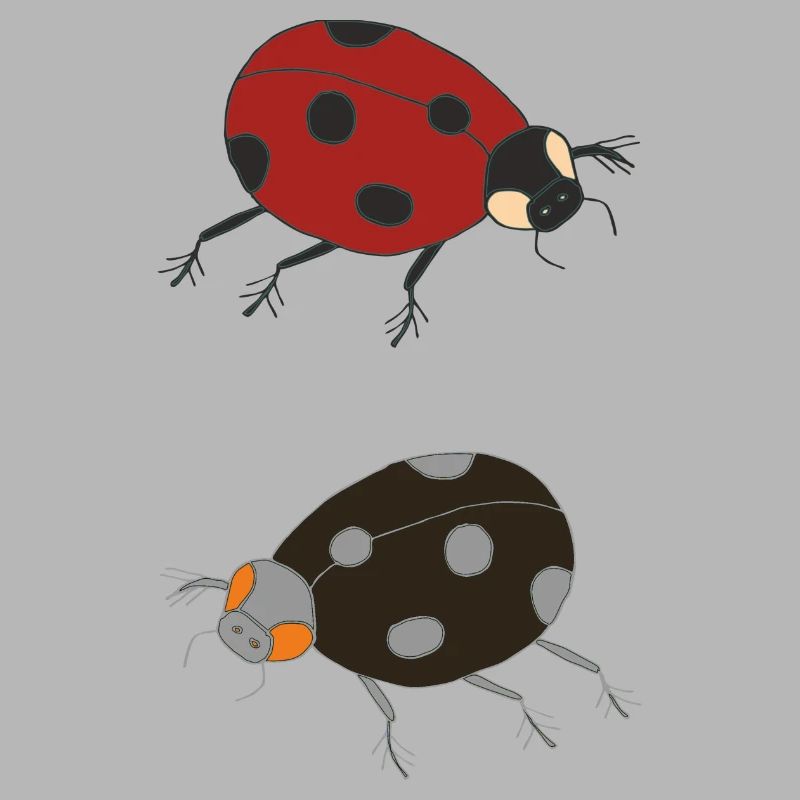 ladybug duo colored