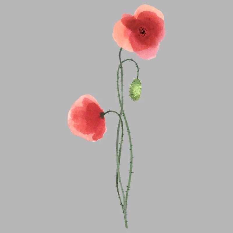 Flower: red poppy