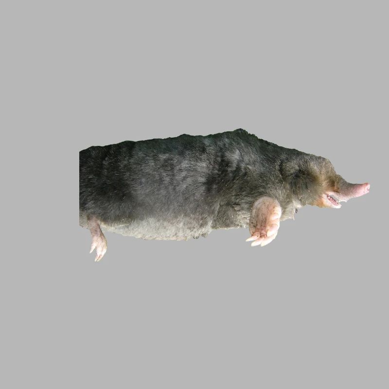 Maulwurf