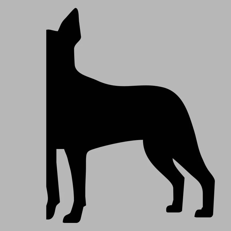 Boston Terrier