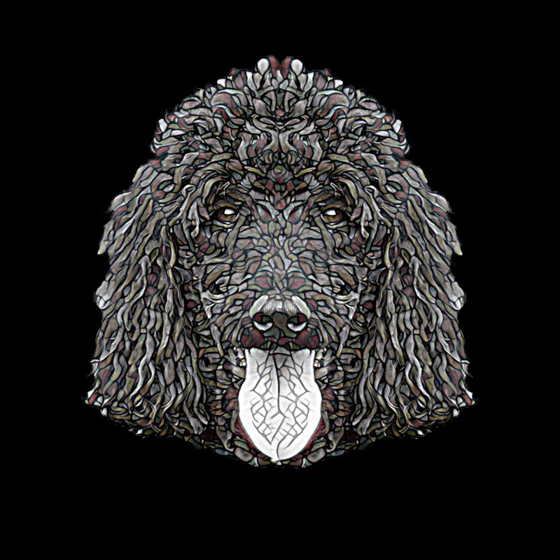Visage de caniche standard