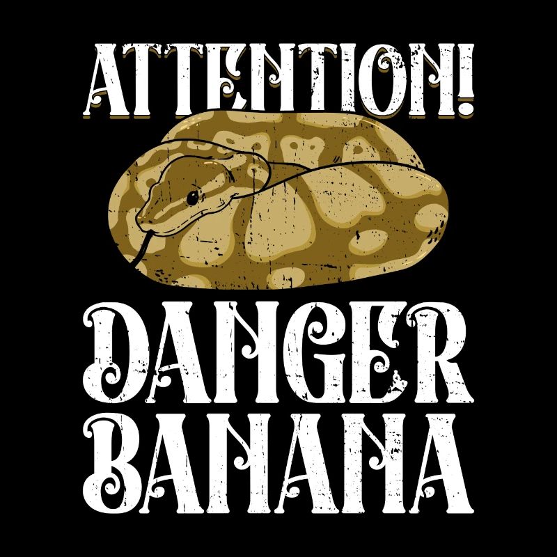 Königspython Banana Königspython Schlange