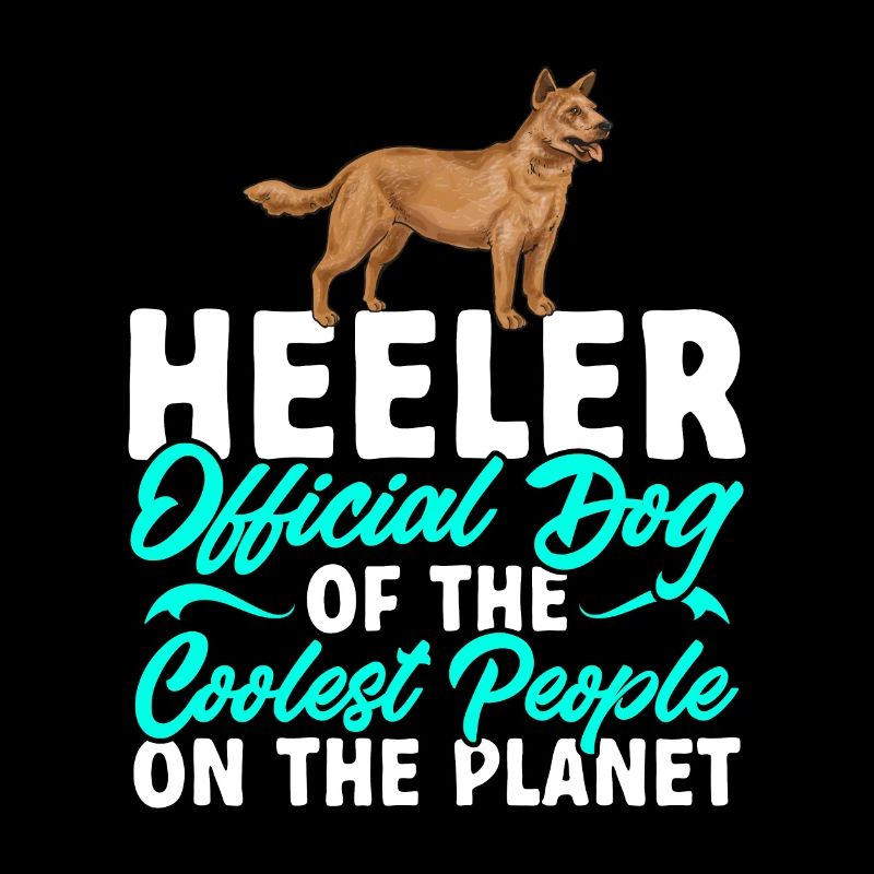 Bouvier australien Red Blue Heeler