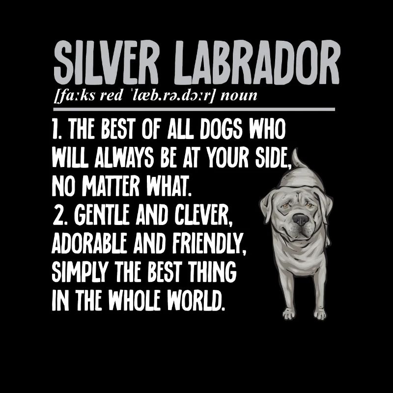 Silver Labrador Retriever Silver Lab