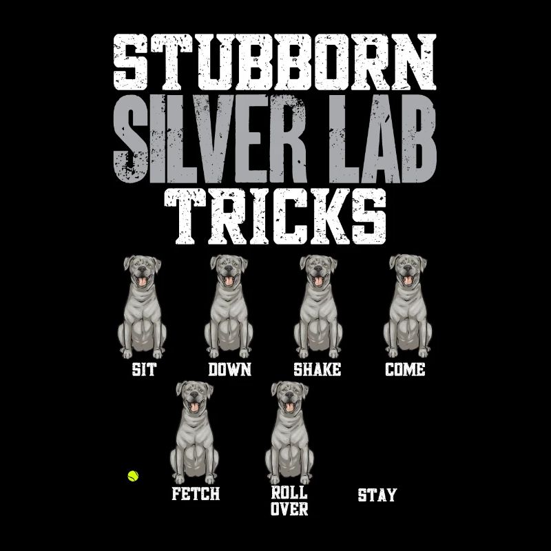 Silver Labrador Retriever Silver Lab