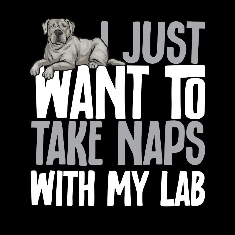 Silberner Labrador Retriever Silberner Lab