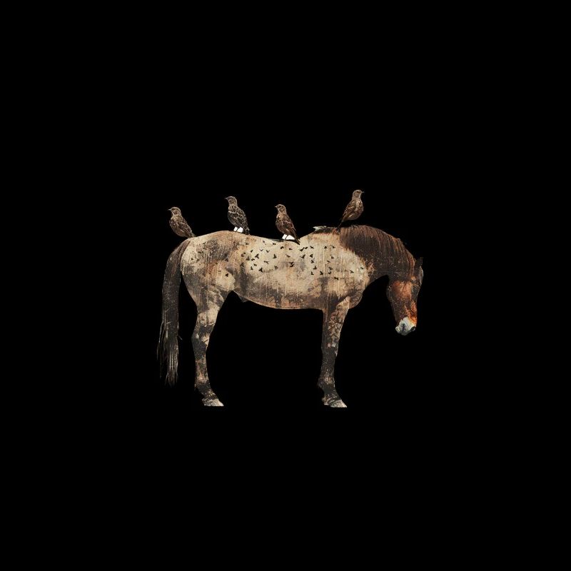 Cheval avec des oiseaux sur le dos
