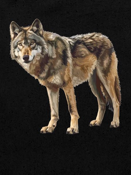Wölfe Wolf