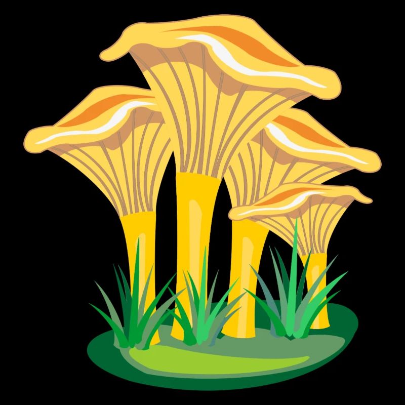 Champignons champignons