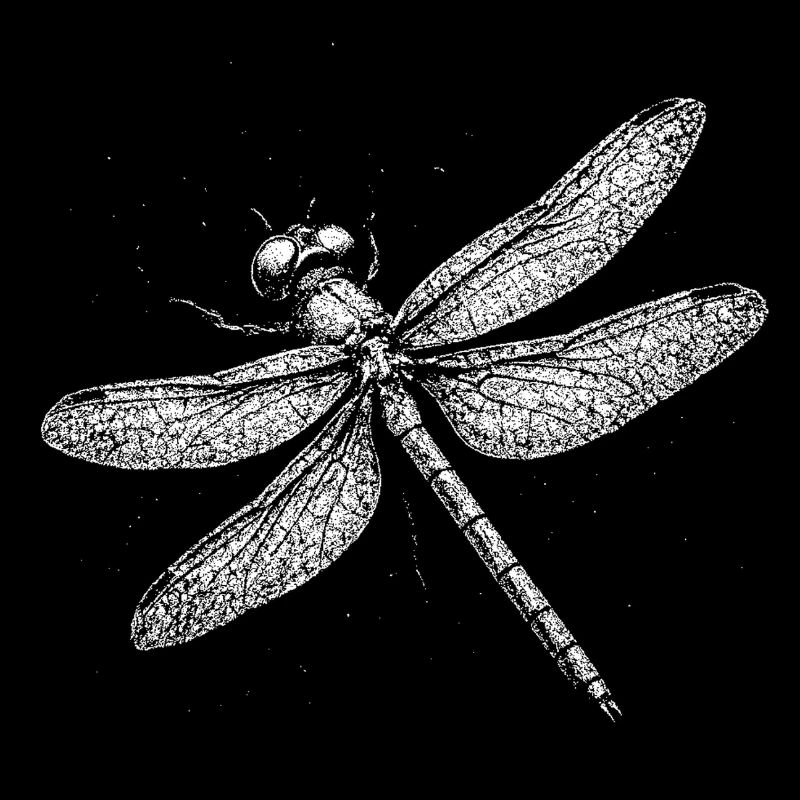 Libellule