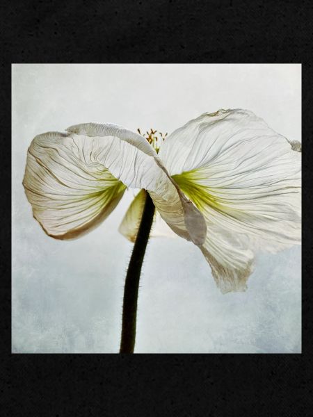Fleur de pavot blanc