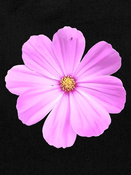 Blume