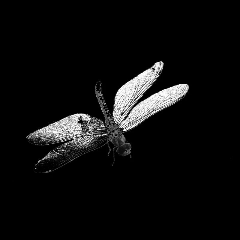 dragonfly