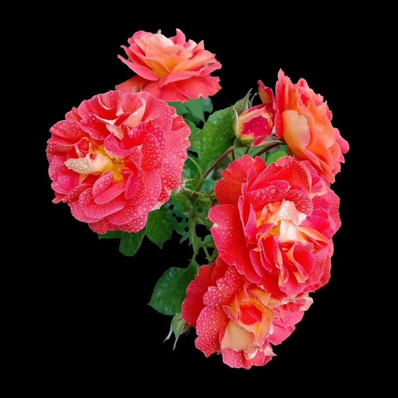 Red rose bush